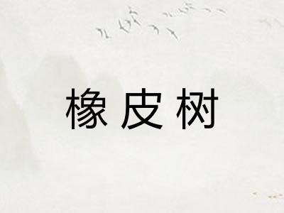 橡皮树