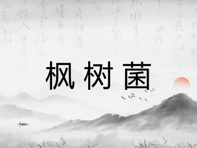 枫树菌