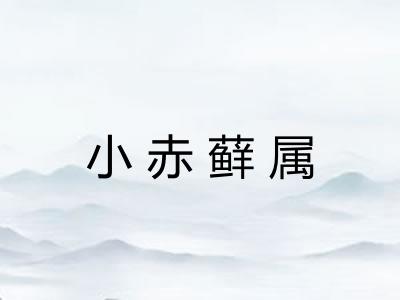 小赤藓属