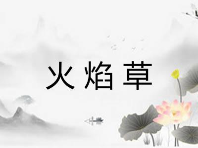 火焰草