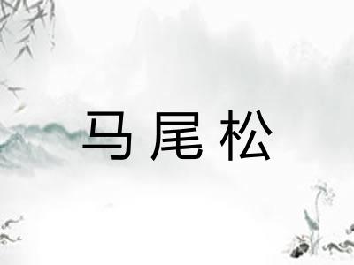 马尾松 马尾松