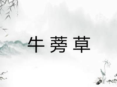 牛蒡草