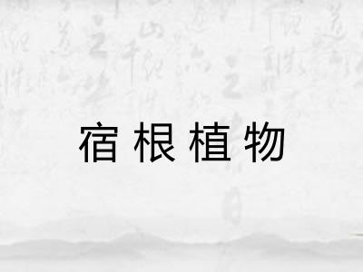 宿根植物 宿根植物