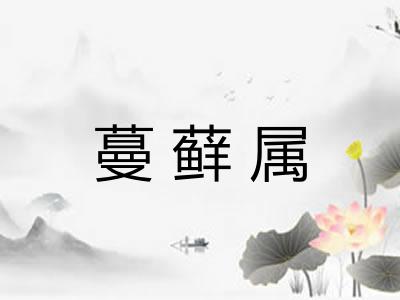 蔓藓属
