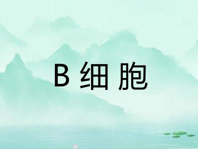 B细胞