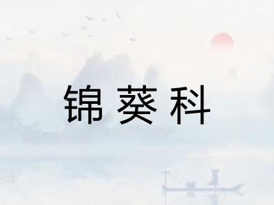 锦葵科 锦葵科